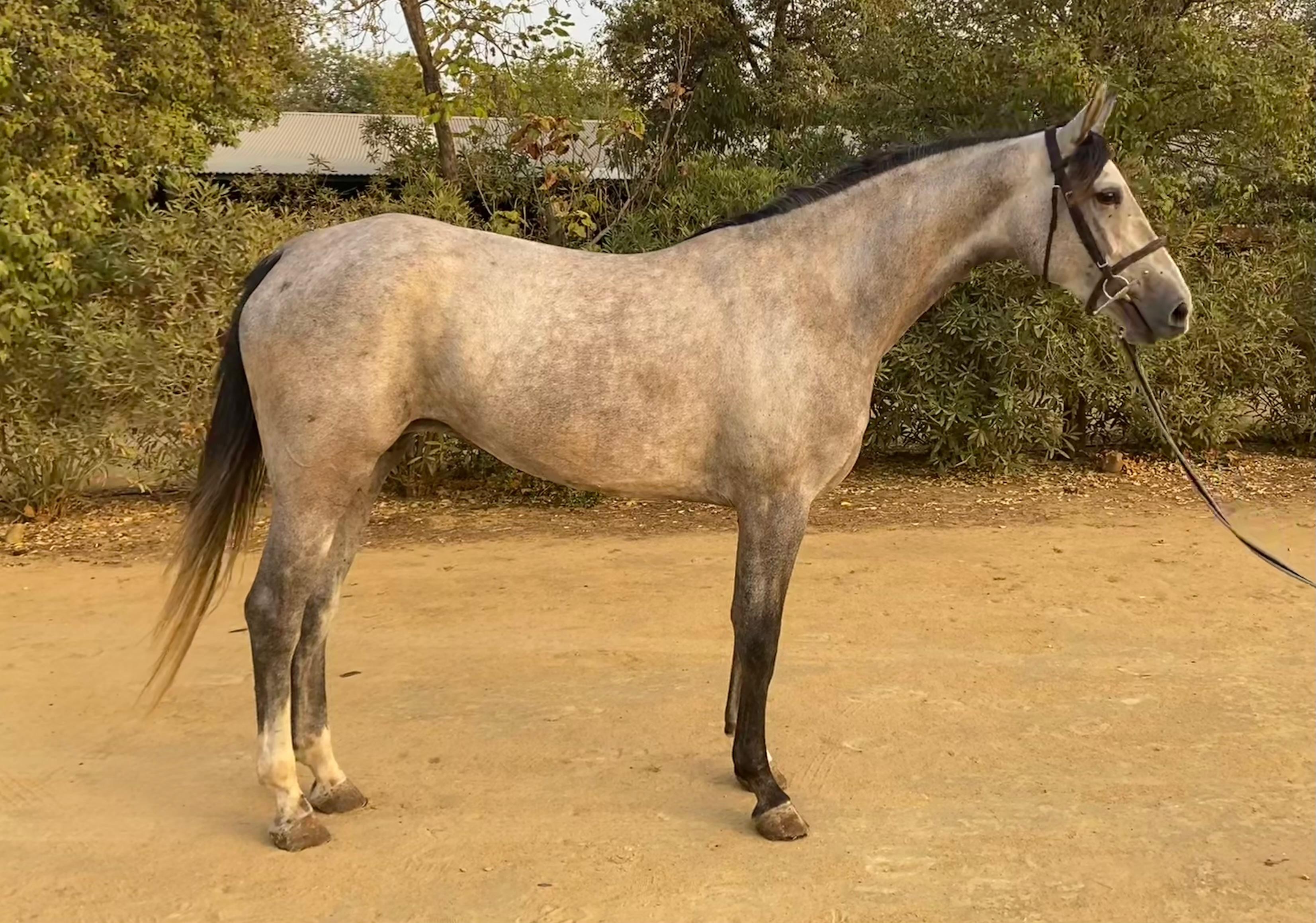 horse